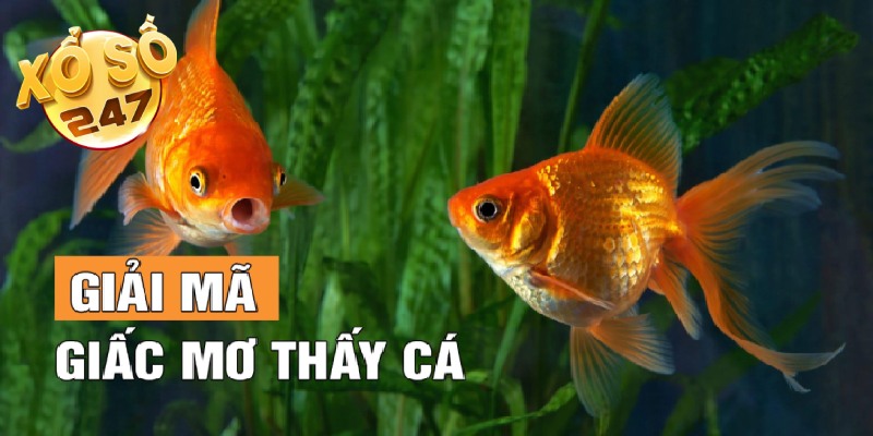 Mơ thấy cá thường liên quan con số 79